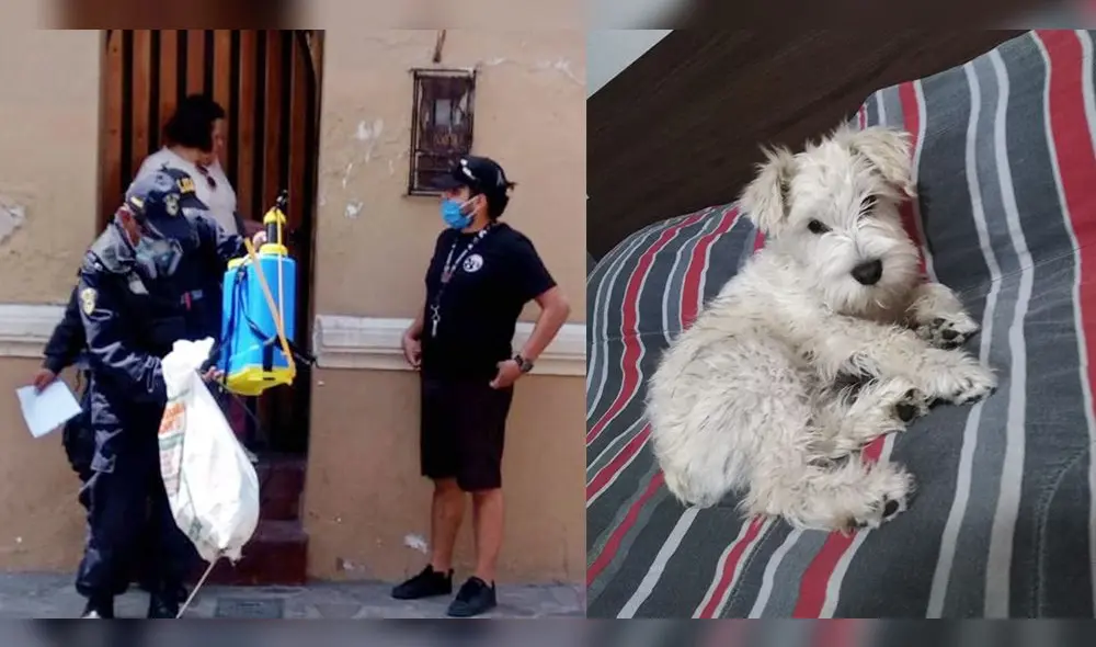 Delincuentes dejaron  abandonados los implementos con los que desinfectaban. Familia busca a su mascota. Foto: Municipio de Miraflores.