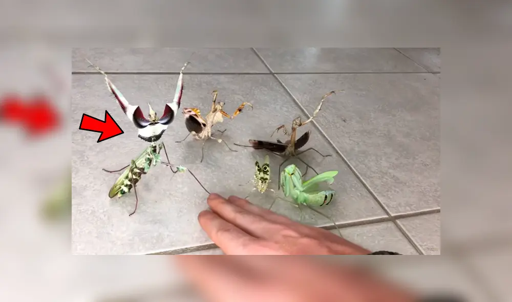 YouTube viral: joven intenta rescatar a mariposa del ataque de feroces mantis y recibe un duro castigo