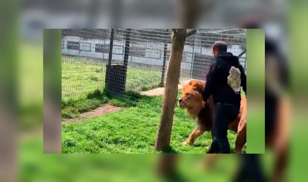 Un video viral de Facebook registró el preciso instante en que un cuidador de leones ingresó al recinto de un enfadado depredador. Un video viral de Facebook registró el preciso instante en que un cuidador de leones ingresó al recinto de un enfadado depredador.