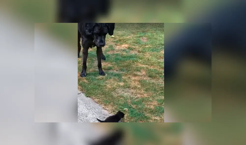 Un video muestra la reacción de un enorme can cuando ve a un gato bebé por primera vez. Un video muestra la reacción de un enorme can cuando ve a un gato bebé por primera vez.