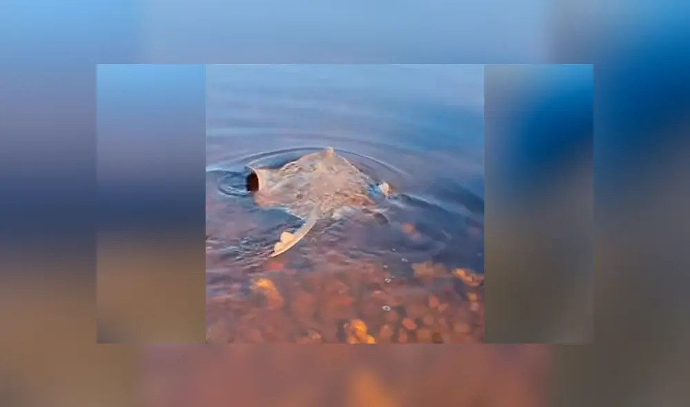 Facebook viral: ve una criatura venenosa varada en playa, la alimenta y sucede lo inesperado [VIDEO] 