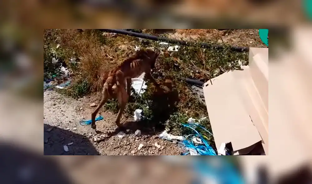 Desliza para ver el nuevo aspecto de este perro callejero que conquistó a YouTube. Foto: Captura. Desliza para ver el nuevo aspecto de este perro callejero que conquistó a YouTube. Foto: Captura.
