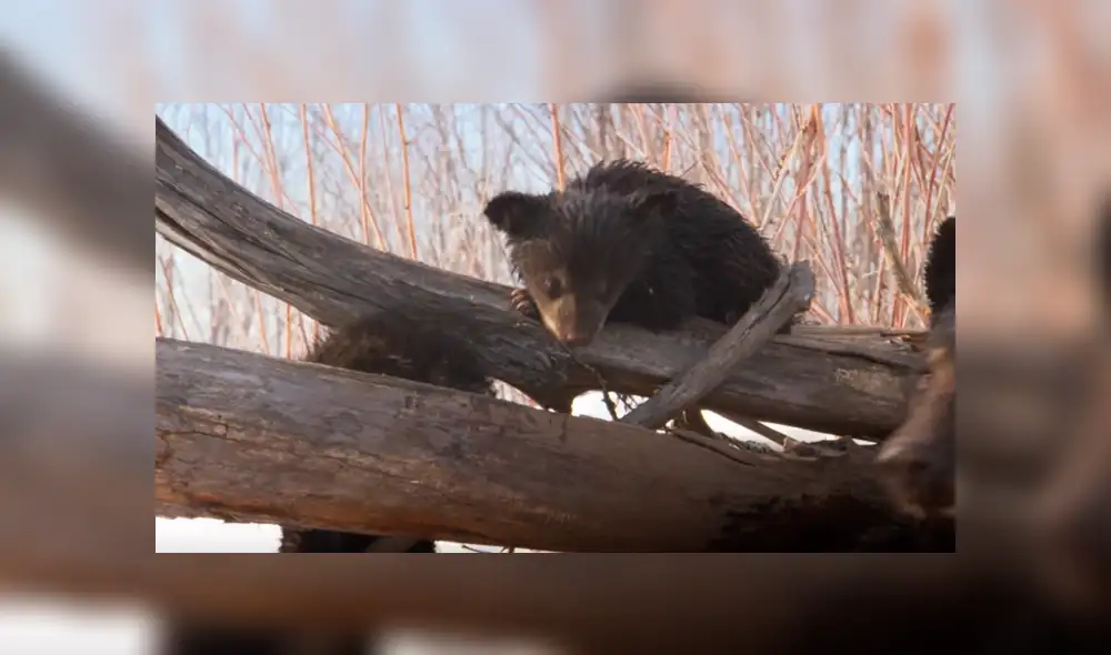 YouTube viral: valiente investigador ingresa a recinto de oso para grabar a las crías del animal [VIDEO]