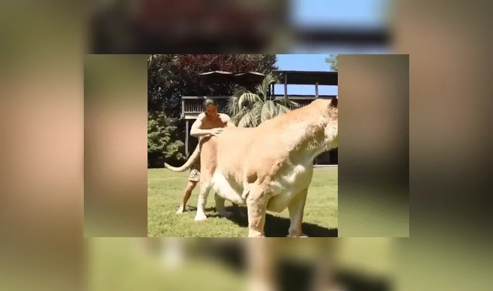 YouTube viral: Tigresa y león tienen cría considerada el felino más grande del mundo [VIDEO]