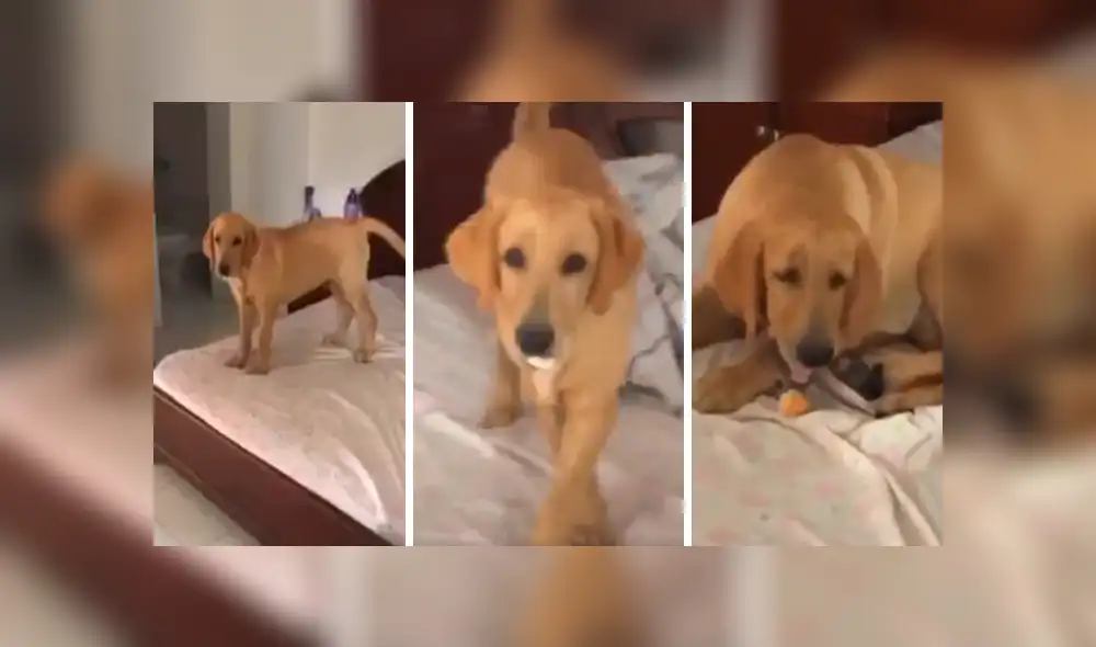 Desliza las imágenes para observar la travesura de un perro para ocultar los alimentos en su hocico.