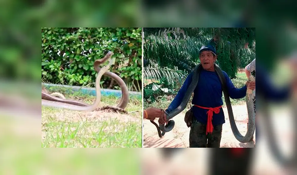 Desliza hacia la izquierda para ver el espeluznante aspecto de la serpiente viral de YouTube. Desliza hacia la izquierda para ver el espeluznante aspecto de la serpiente viral de YouTube.