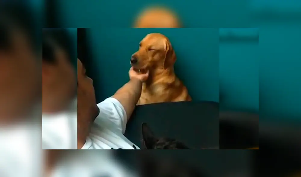 En Facebook, un perro se puso celoso al apreciar que su dueño daba amorosas caricias a un gato.