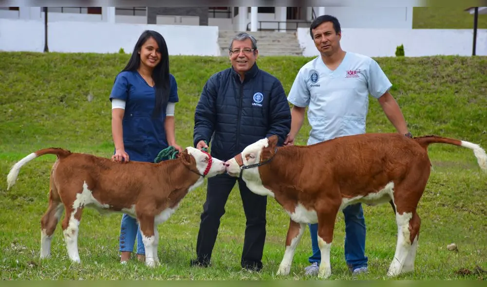En UNTRM de Amazonas logran clonar vaca alemana