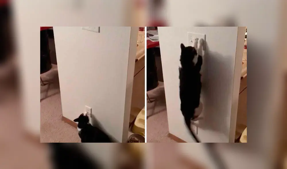 Desliza las imágenes hacia la izquierda para observar la habilidad de un gato para apagar las luces en su casa. Desliza las imágenes hacia la izquierda para observar la habilidad de un gato para apagar las luces en su casa.