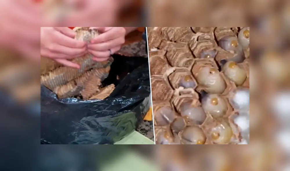 Si quieres ver lo que encontró un joven de Estados Unidos dentro de una bolsa, desliza cada imagen de YouTube hacia la izquierda.