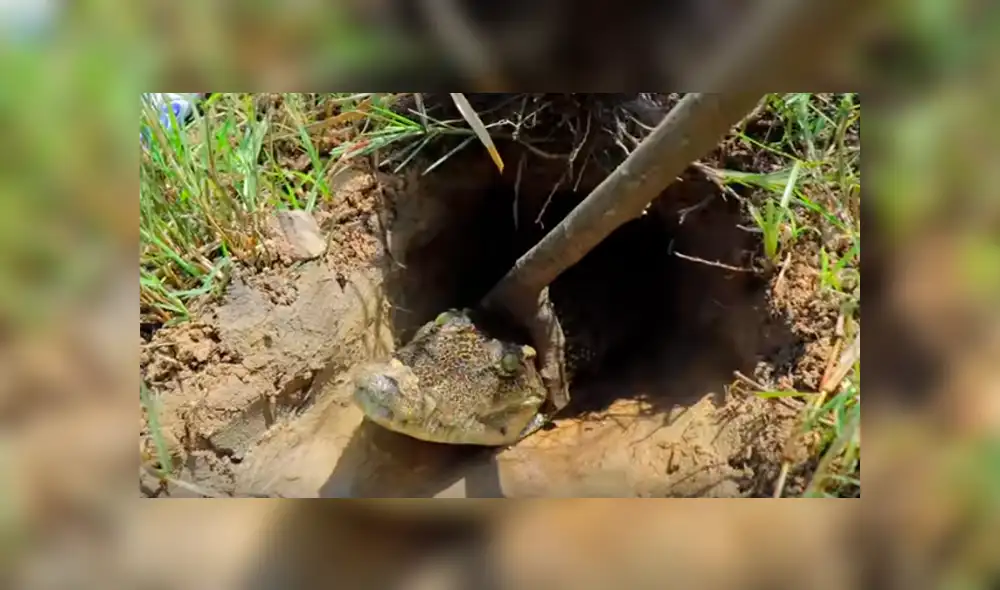 Desliza hacia la izquierda para ver las imágenes de YouTube sobre el hallazgo que hizo un joven tras colocar Coca Cola y mentos en el interior de un hoyo.