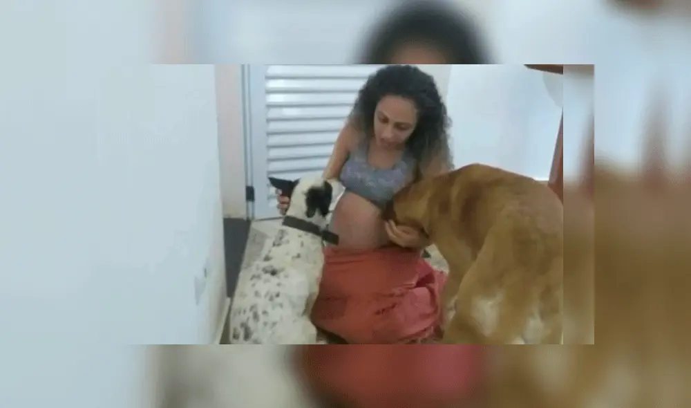 Un pariente asegura que el perro estaba "celoso" y extrañaba recibir más atención. Foto: FocusOn News. Un pariente asegura que el perro estaba "celoso" y extrañaba recibir más atención. Foto: FocusOn News.
