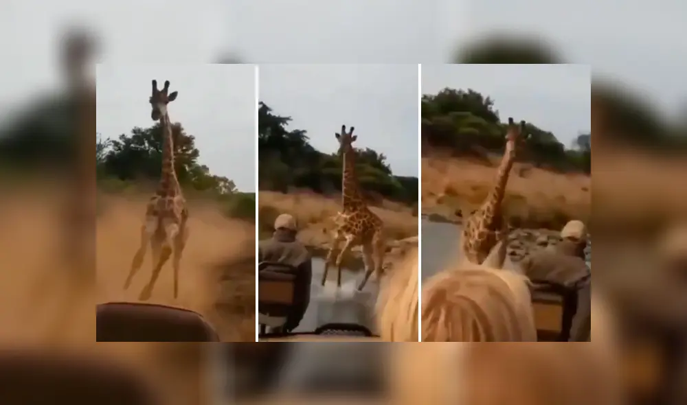 Desliza la imagen de Facebook para ver la feroz persecución. Foto: SudhaRamenIFS/Twitter