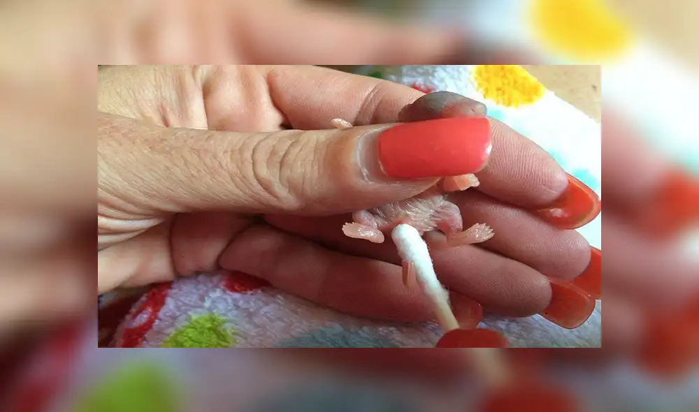 En Facebook, la joven encontró al pequeño animal en la calle con pocas probabilidades de sobrevivir y solo pesaba 4 gramos.