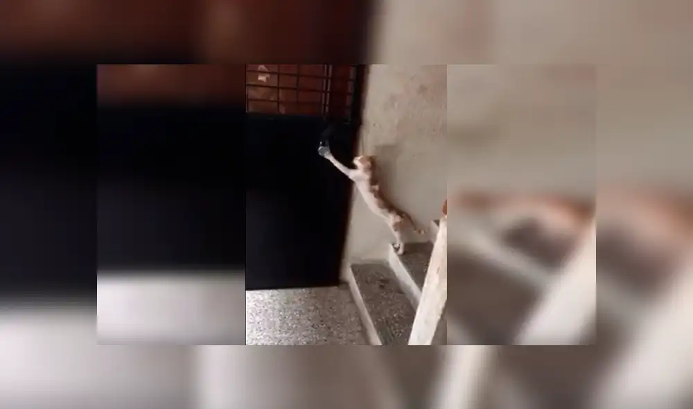 En Facebook, gato aprovechó la distracción de su dueño para escapar de casa, pero recibió un duro castigo. En Facebook, gato aprovechó la distracción de su dueño para escapar de casa, pero recibió un duro castigo.