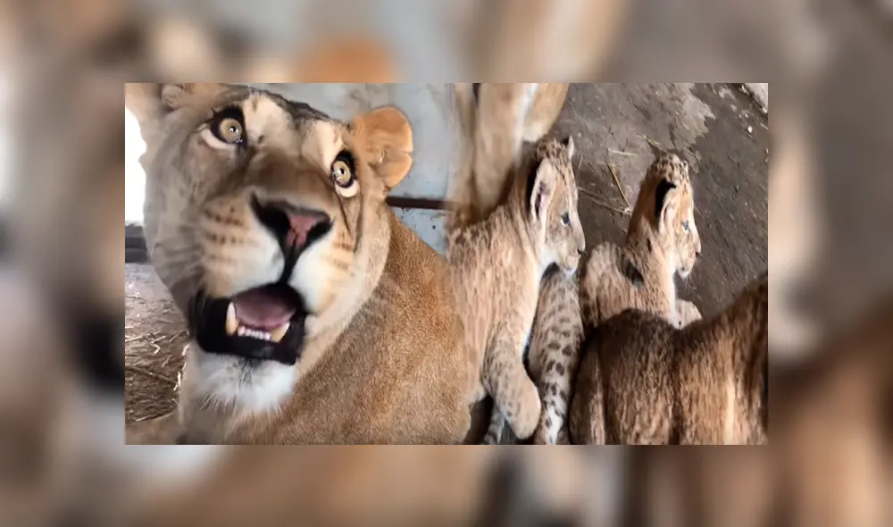 Cuidador de leones ingresa a jaula de familia de felinos, sin imaginar lo que pasaría al acercarse.