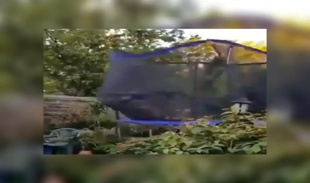 Facebook viral: Familia adopta a perro tímido, lo dejan solo en casa y realiza travesura [VIDEO]