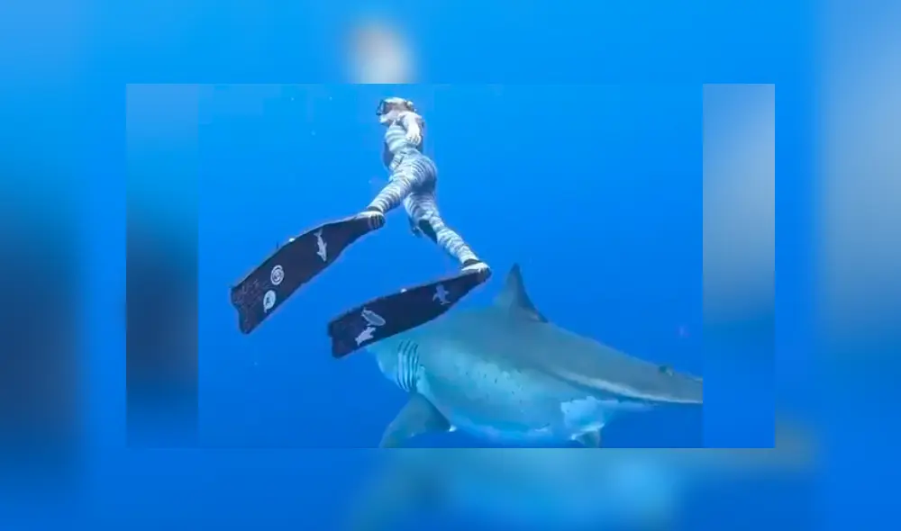 Desliza hacia la izquierda para ver el momento en que un tiburón nada al lado de un buzo en Estados Unidos. El video es viral en Facebook.