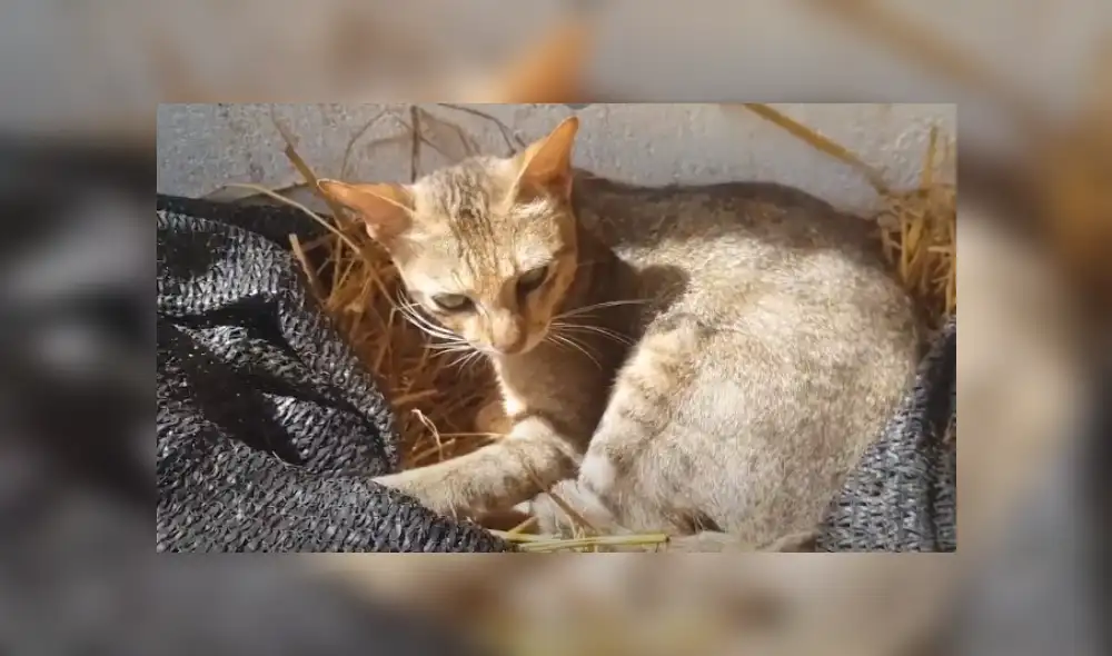 Video es viral en YouTube. Mujer encontró al felino durmiendo en su granja y quedó sorprendida con su peculiar conducta. Fotocaptura: YouTube