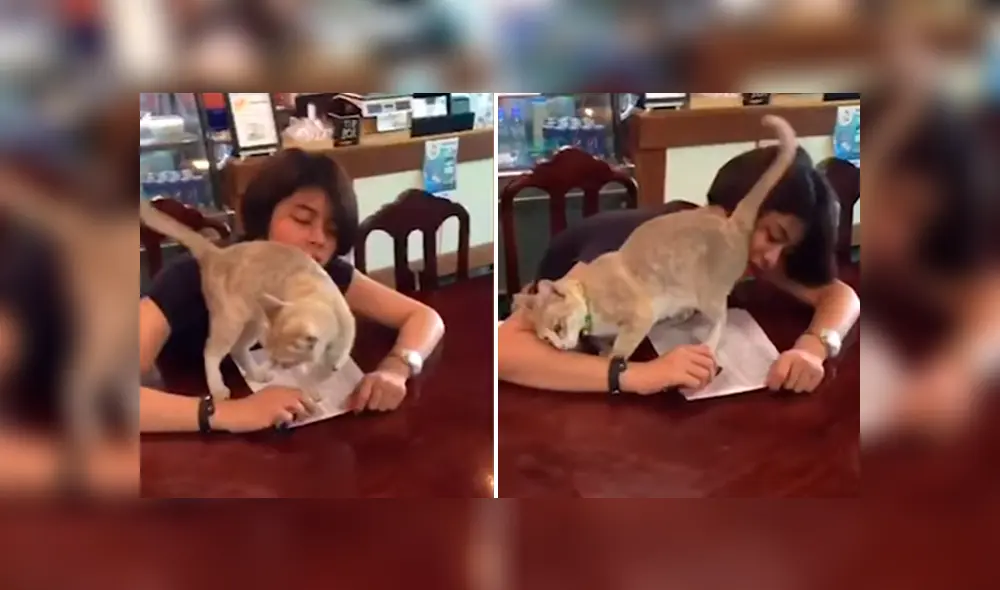 Graciosa gata ha desatado más de una carcajada en YouTube con su hilarante conducta para llamar la atención de su dueña Graciosa gata ha desatado más de una carcajada en YouTube con su hilarante conducta para llamar la atención de su dueña