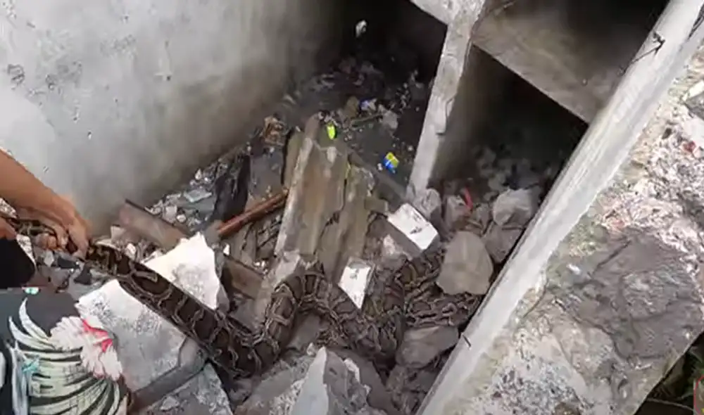 Desliza hacia la izquierda para ver las imágenes del video viral. Foto: Usuario/YouTube.