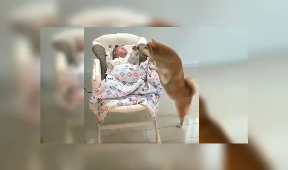 El can se acercó al bebé tras verlo llorando desconsoladamente en su mecedora y su peculiar conducta sorprendió a todos en YouTube El can se acercó al bebé tras verlo llorando desconsoladamente en su mecedora y su peculiar conducta sorprendió a todos en YouTube