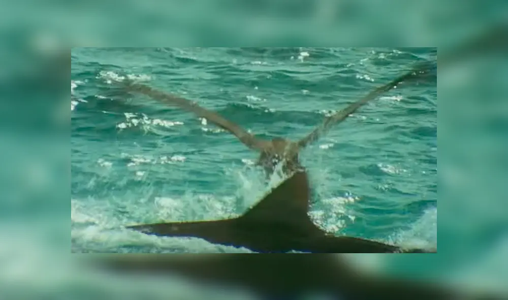 YouTube viral: Ave protagonizó lucha a muerte con feroz tiburón que intentó devorarlo [VIDEO] 
