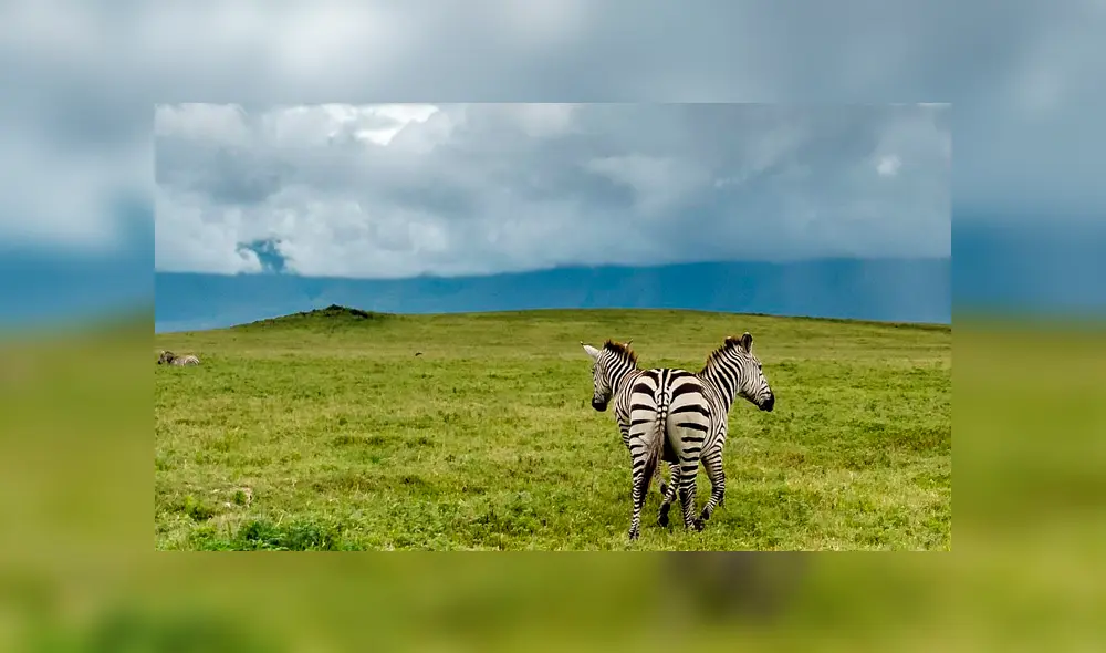 La imagen ha causado gran impacto en miles de usuarios de las redes sociales. Foto: Zhayynn James La imagen ha causado gran impacto en miles de usuarios de las redes sociales. Foto: Zhayynn James