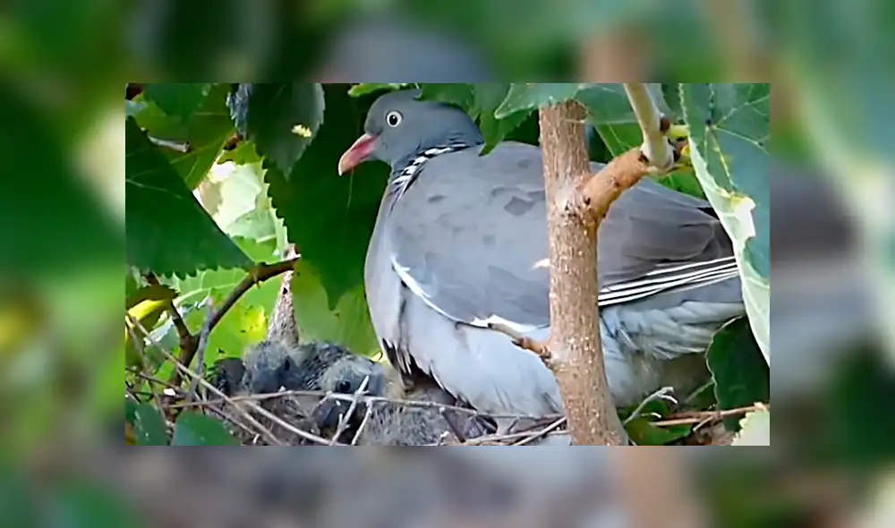 YouTube viral: conoce las siete palomas más extrañas del mundo