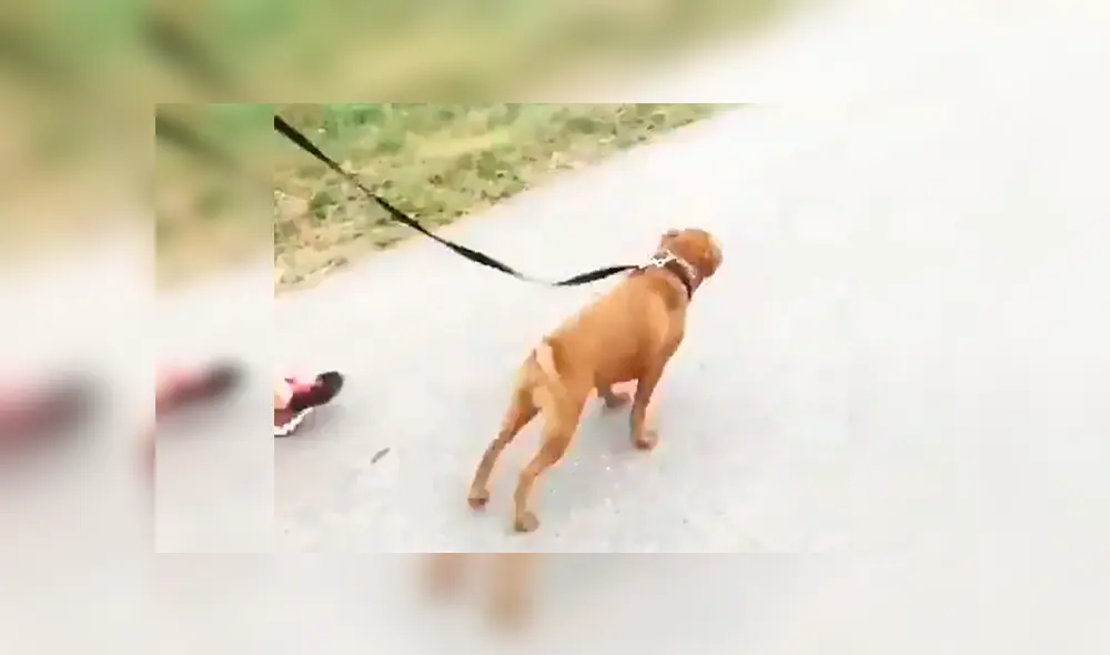 En Facebook, un perro salió a dar su primera caminata con su nueva familia y saltó de alegría por la calle.