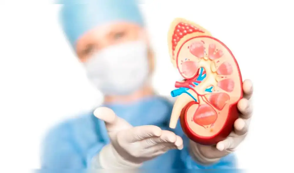 Día Mundial del Riñón: ¿Por qué se celebra esta fecha?