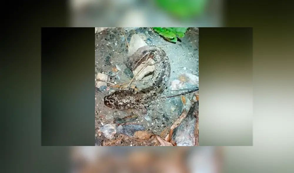 Un video viral publicado en YouTube dejó atónitos a miles de usuarios que vieron la extraña apariencia de un pez.