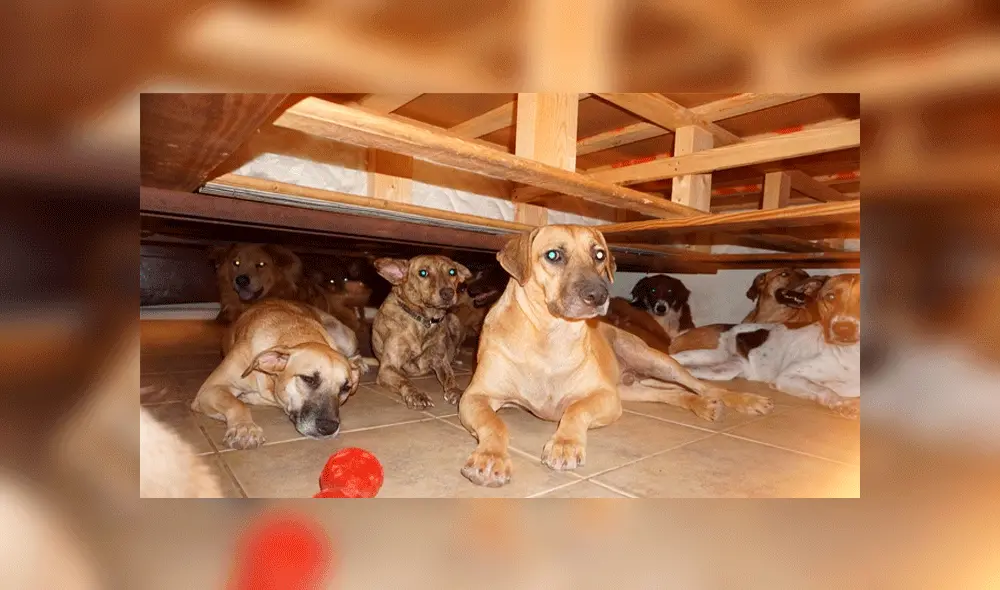 Huracán Dorian: Historia del milagroso rescate de 97 perros conmueve al mundo [FOTOS]