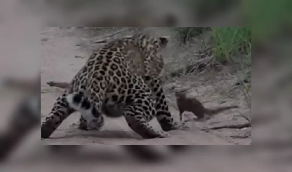 YouTube viral: un leopardo le tendió trampa a marmota bebé y tuvo inesperado final [VIDEO] 