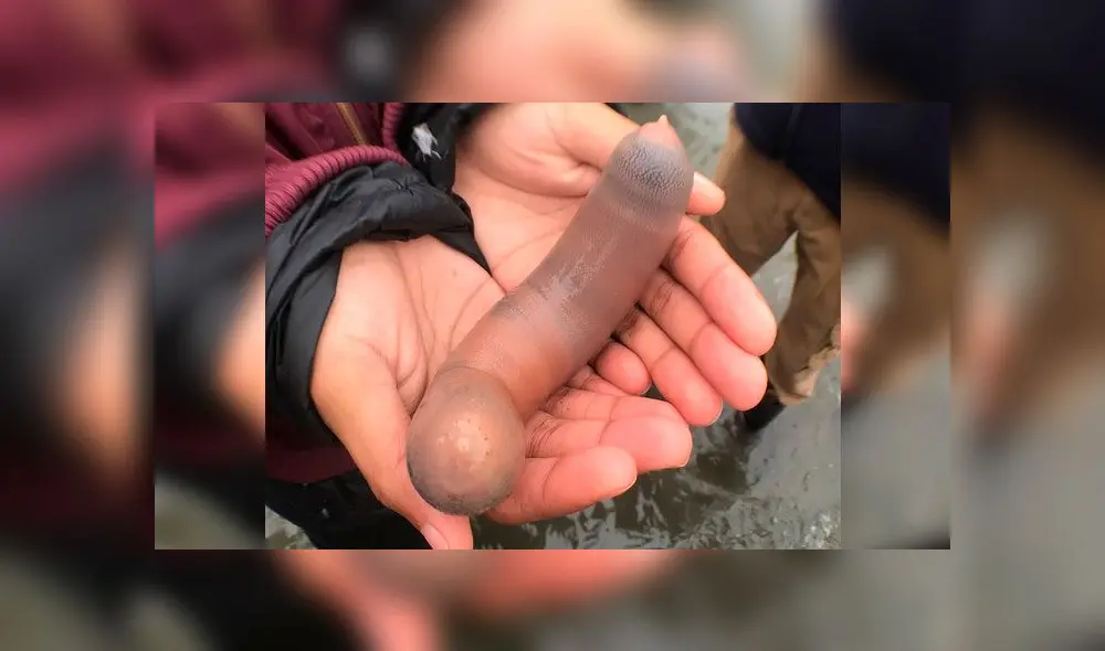 “Peces pene” invaden playa de California y desconciertan a bañistas por su extraña forma [VIDEO]