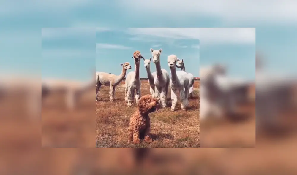 En Facebook, unas alpacas intentaron acercarse a un perro y al conocer su identidad tuvieron una curiosa reacción. En Facebook, unas alpacas intentaron acercarse a un perro y al conocer su identidad tuvieron una curiosa reacción.