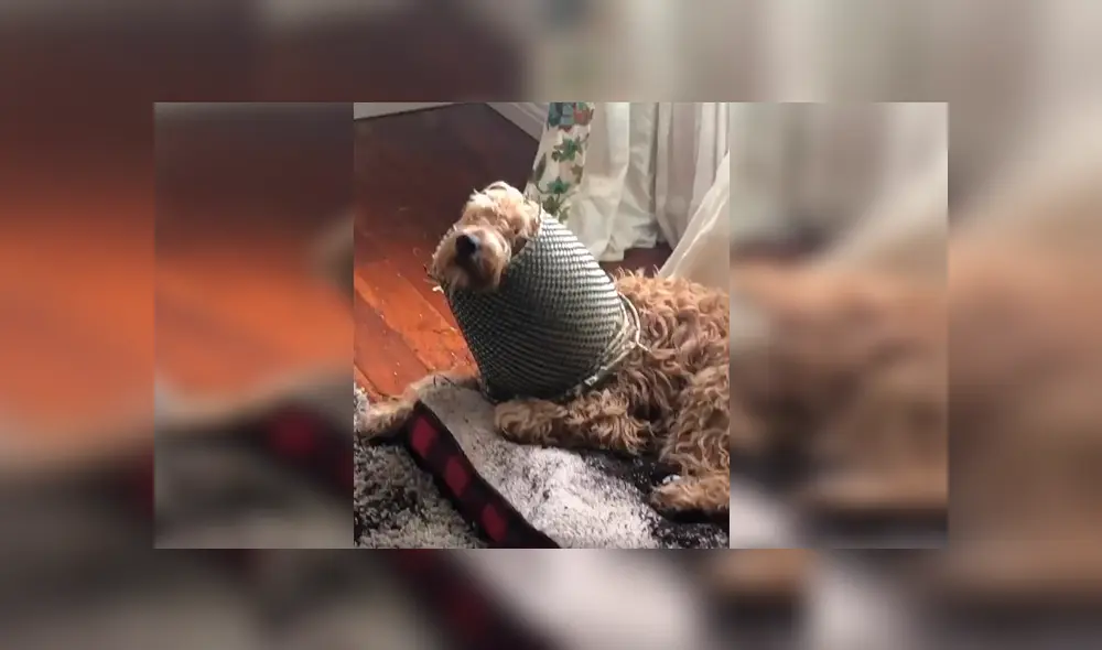 En Facebook, un perro aprovechó la ausencia de sus dueños para cometer una travesura y fue descubierto.