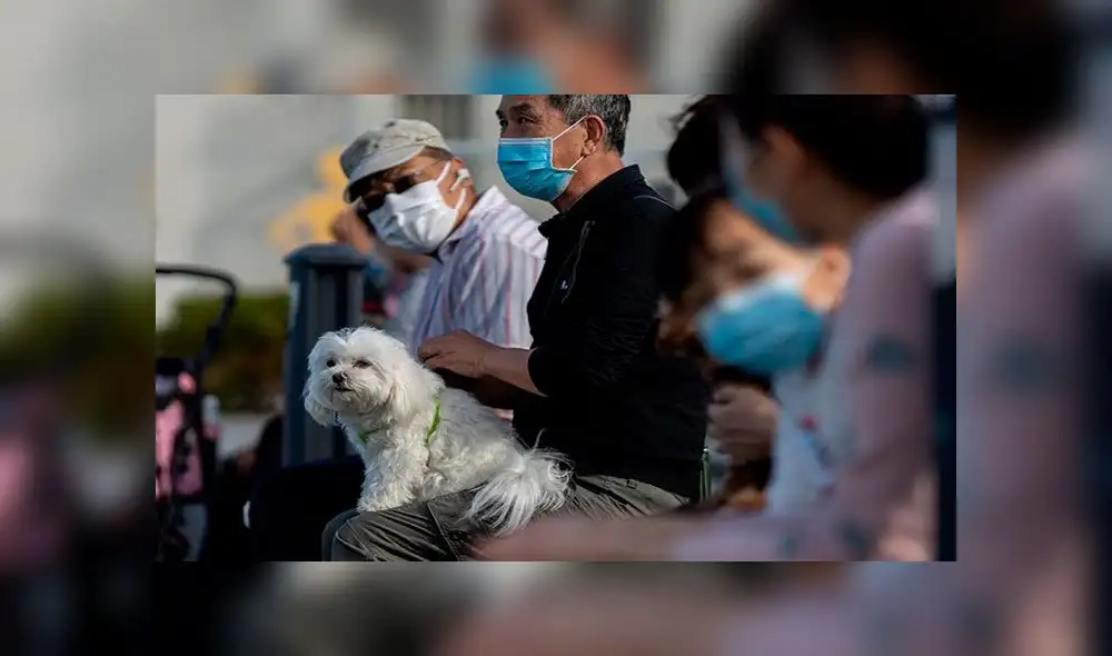 Un perro en un parque de Hong Kong, China, el pasado 29 de febrero. Foto: EFE Un perro en un parque de Hong Kong, China, el pasado 29 de febrero. Foto: EFE