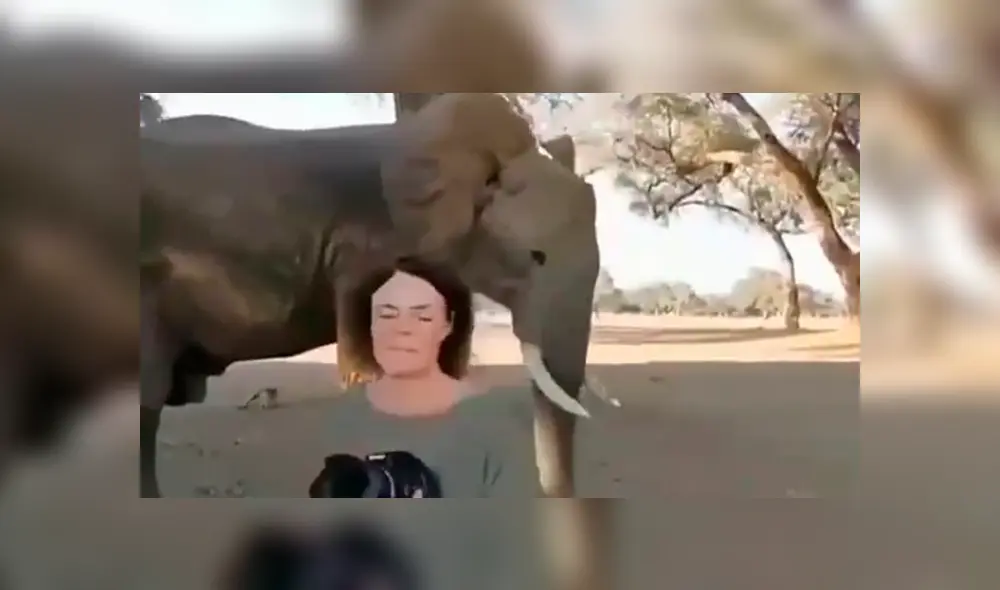 Enorme elefante tropieza con mujer y hace lo impensado para sacarla de su camino [VIDEO]