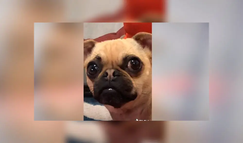 Desliza las fotografías para descubrir la verdadera raza de este presunto perro pug. Foto: Dashito el perro/TikTok Desliza las fotografías para descubrir la verdadera raza de este presunto perro pug. Foto: Dashito el perro/TikTok