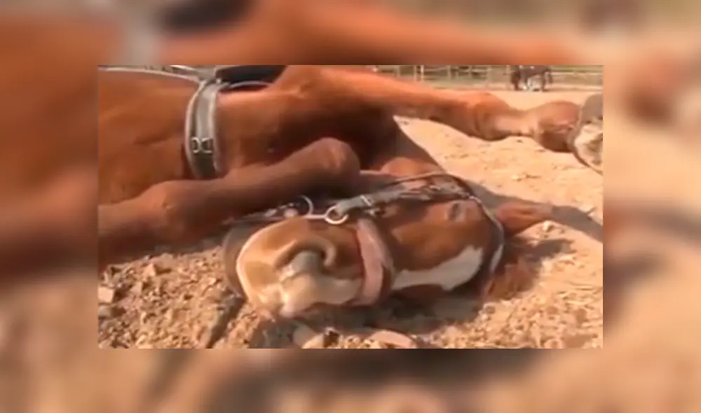 En Facebook, un caballo llamó la atención de sus cuidadores por su inusual comportamiento.