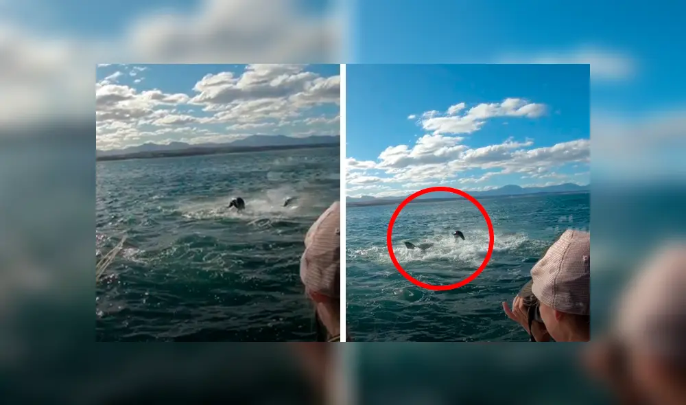 Un grupo de investigadores grabaron el momento en que una foca lucha por su vida tras el ataque de un feroz tiburón. Un grupo de investigadores grabaron el momento en que una foca lucha por su vida tras el ataque de un feroz tiburón.