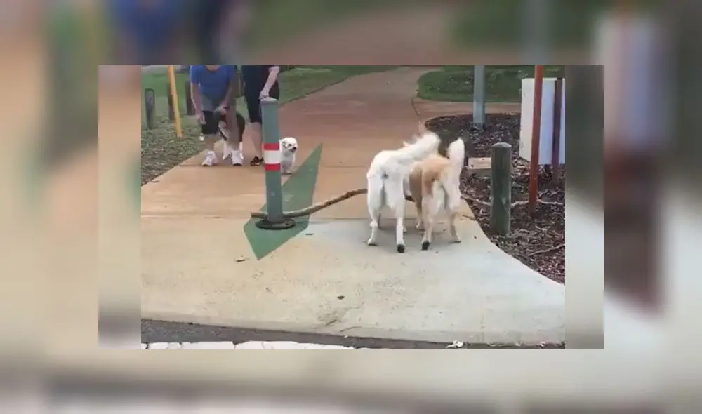 Desliza para conocer a estos dos perritos que lograron levantar una enorme rama y llevársela a su dueña. Foto: Captura