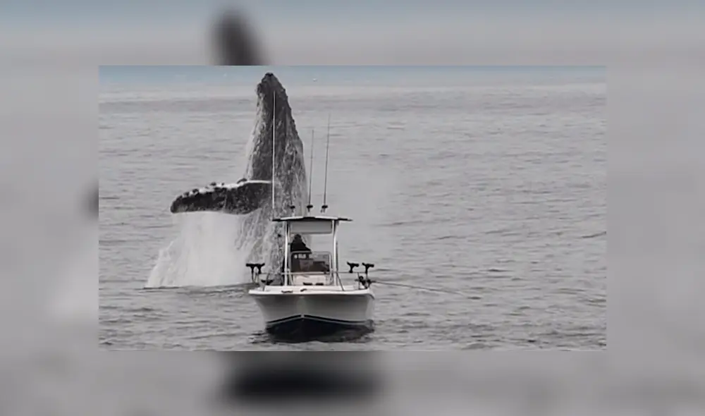YouTube viral: Pescador queda en shock al ver que enorme criatura surge del océano 