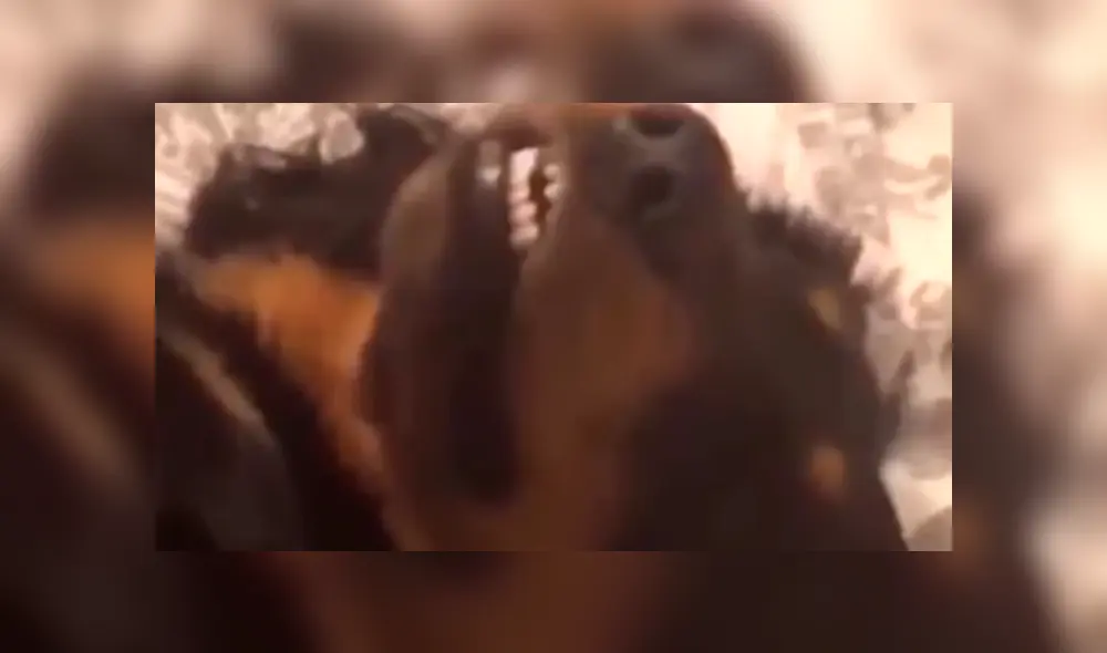 Facebook viral: hombre regaña a su perro por travesura y can finge su muerte 