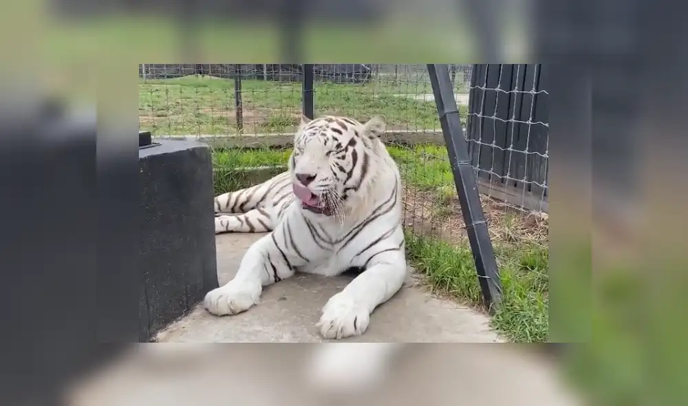 Desliza hacia la izquierda para ver las imágenes del viral de Facebook. Foto: Black Jaguar While Tiger. Desliza hacia la izquierda para ver las imágenes del viral de Facebook. Foto: Black Jaguar While Tiger.