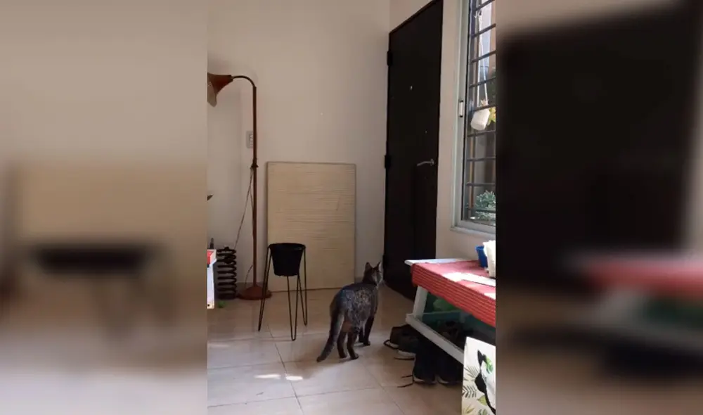 Desliza las imágenes para apreciar la emotiva acción de un gato cuando se queda solo en casa. Foto: Captura de Facebook