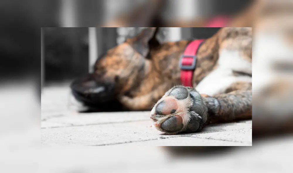 Vía Facebook. Una perrita dio su vida para salvar a sus dueños de una peligrosa cobra.