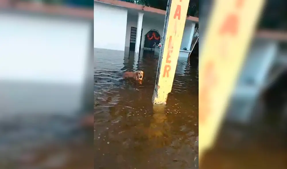 Desliza las imágenes para ver al tierno Máximo esperando volver a ver sus dueños que lo abandonaron. Foto: Facebook