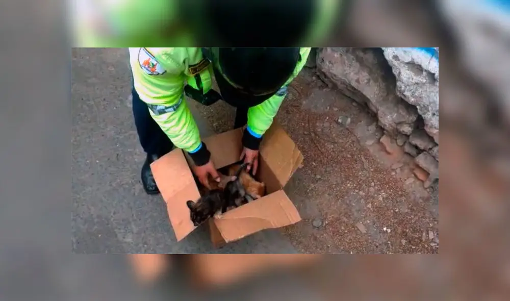 Foto: Difusión/Municipalidad de Surco. Foto: Difusión/Municipalidad de Surco.